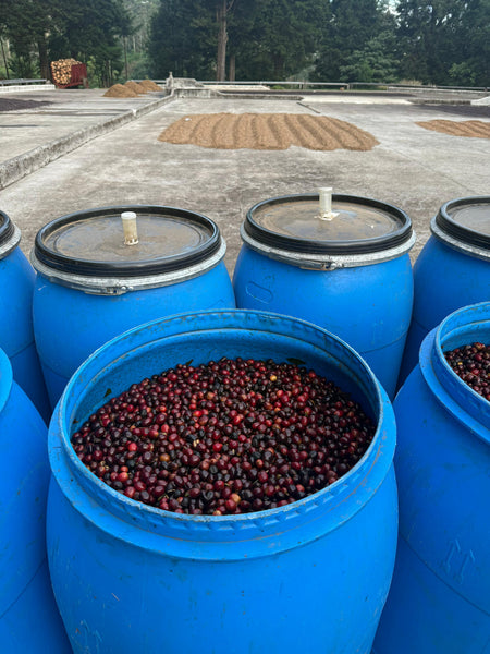 Volcan Azul Geisha/Typica Red Honey Warm Anaerobic – Picacho