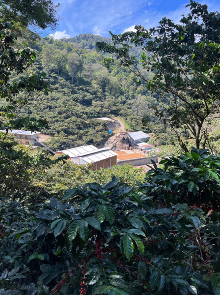 Mexico, Chiapas: (Single Estate) – Picacho Coffee Roasters