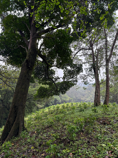 Volcan Azul Geisha/Typica Red Honey Warm Anaerobic – Picacho