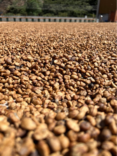 Mexico, Chiapas: (Single Estate) – Picacho Coffee Roasters