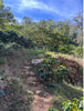 Mexico, Chiapas: Finca Nuevo Mexico Bayunka Semi-Washed
