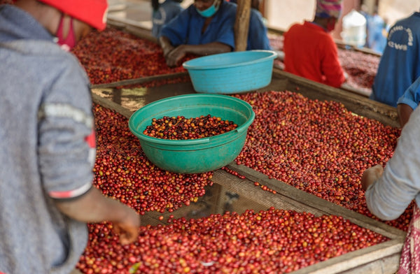 Fugi Ikizere Women Rwanda – Picacho Coffee Roasters