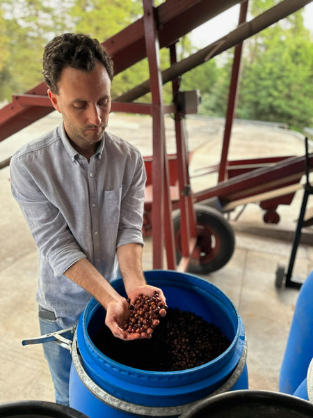 Volcan Azul Geisha/Typica Red Honey Warm Anaerobic – Picacho