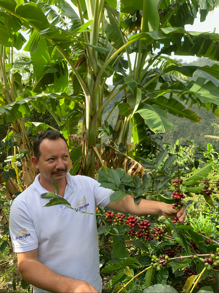 Red Striped Bourbon, Huila, Colombia Alexander Vargas