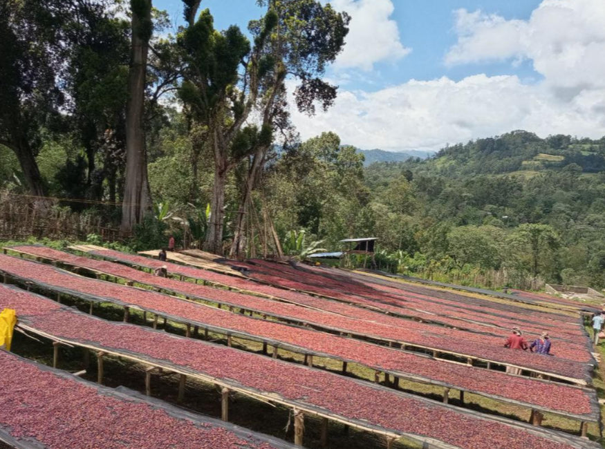 Kochere G1, Yirgacheffe Ehtiopia Natural