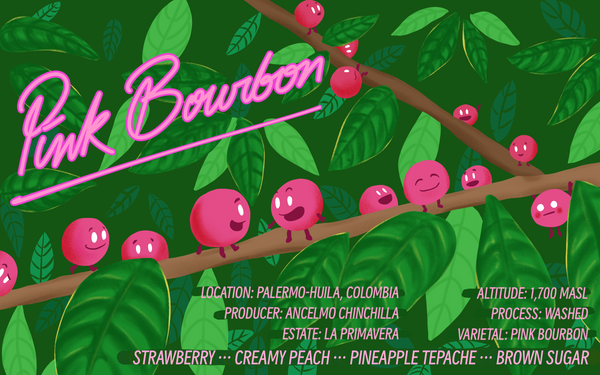 Pink Bourbon, Armenia Colombia
