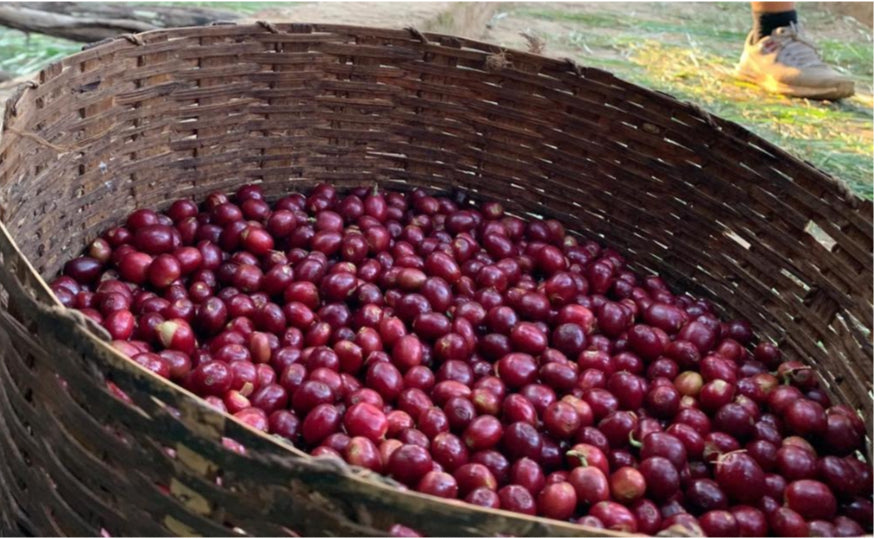 Kochere G1, Yirgacheffe Ehtiopia Natural