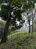 Volcan Azul Geisha/Typica Red Honey Warm Anaerobic