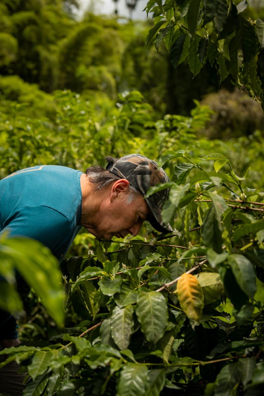 Ecuador La Josefina Estate Sidra Washed