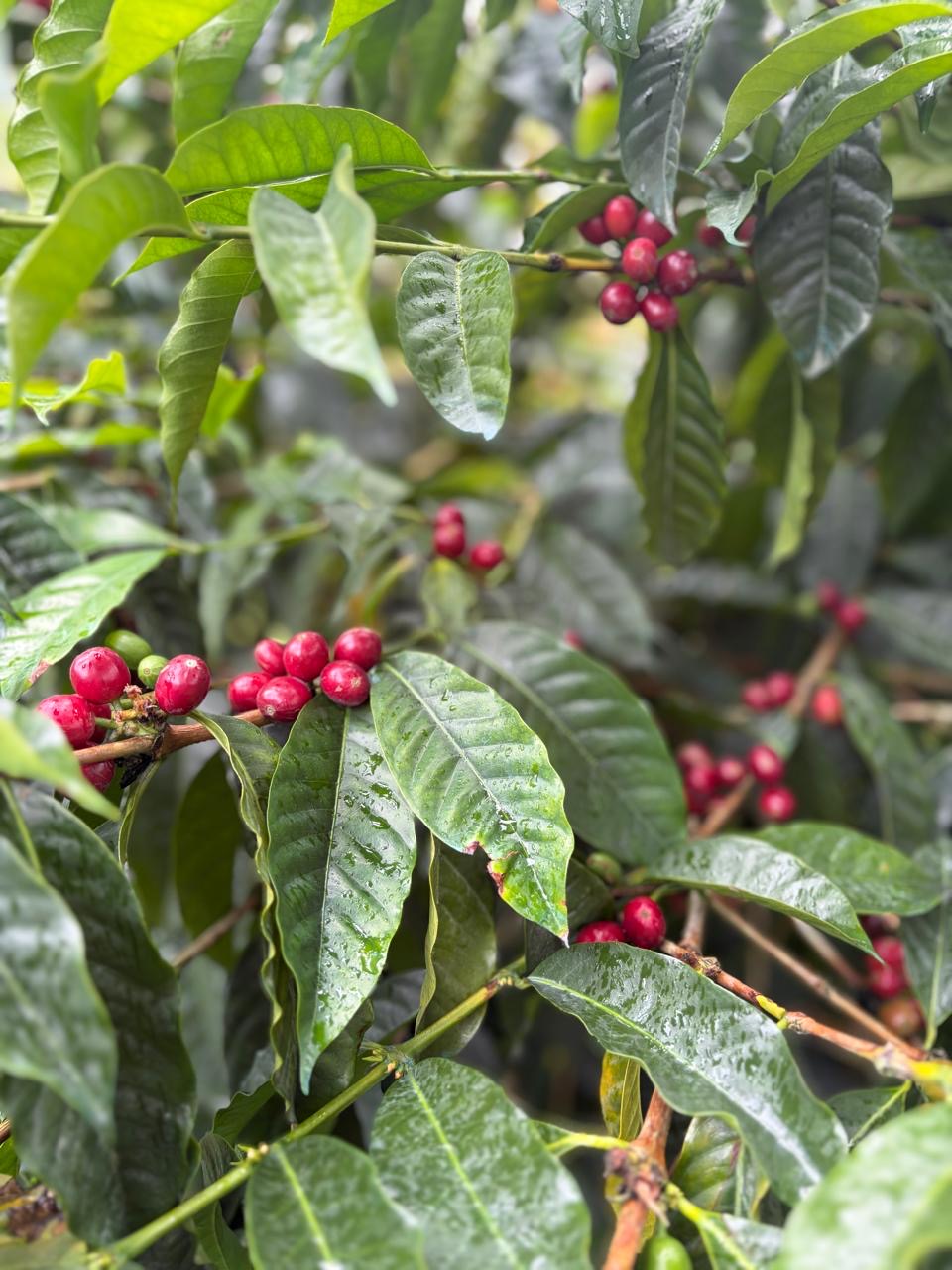 Ecuador La Josefina Estate Typica Mejorado Natural