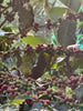 Jhony Melo  Field Blend-Buena Vista Estate. Caldas, Colombia