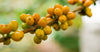 Yellow Bourbon Natural Lagoinha Farm, Minas Gerais, Brazil