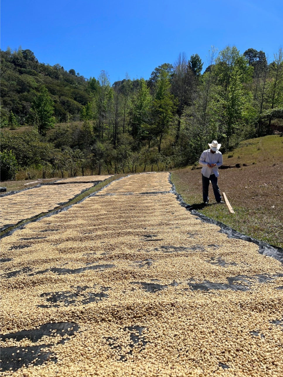 Honduras, San Andrés-Lempira, Finca La Puerta