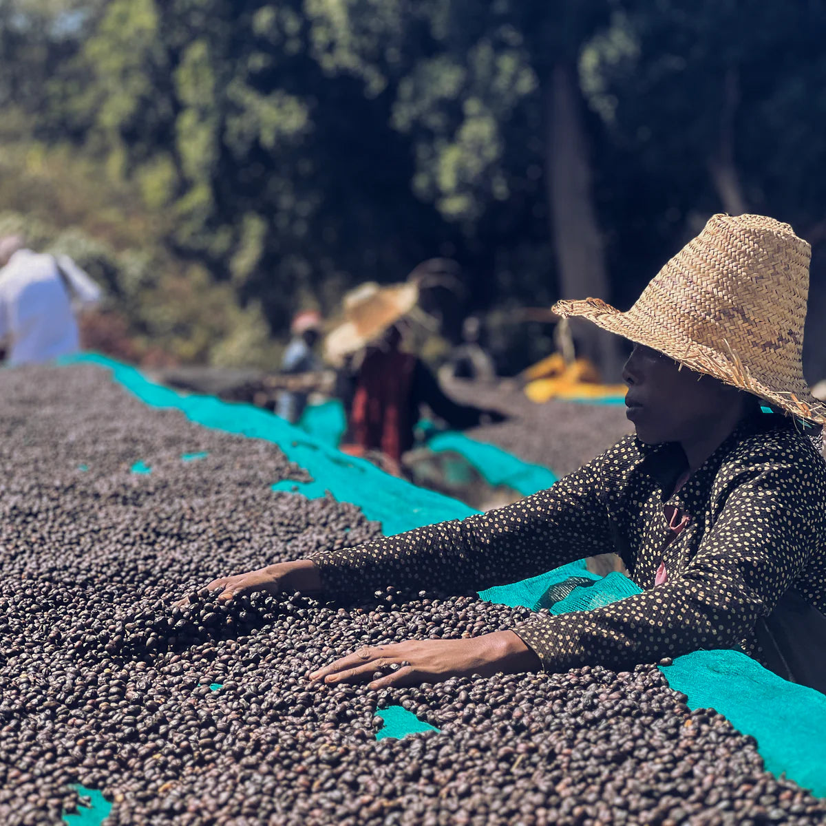 Kochere G1, Yirgacheffe Ehtiopia Natural