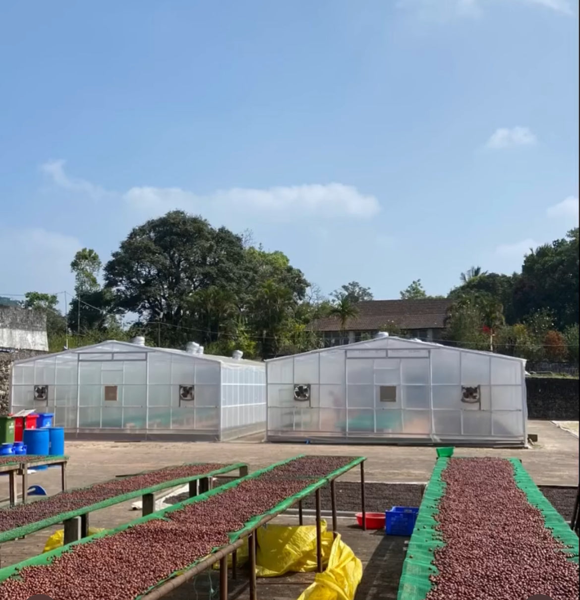 KEREHAKLU ESTATE Blossom Culture S9, INDIA  PRANOY THIPAIAH