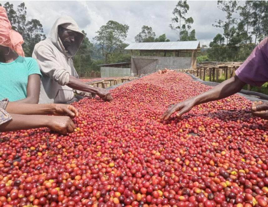 Kochere G1, Yirgacheffe Ehtiopia Natural