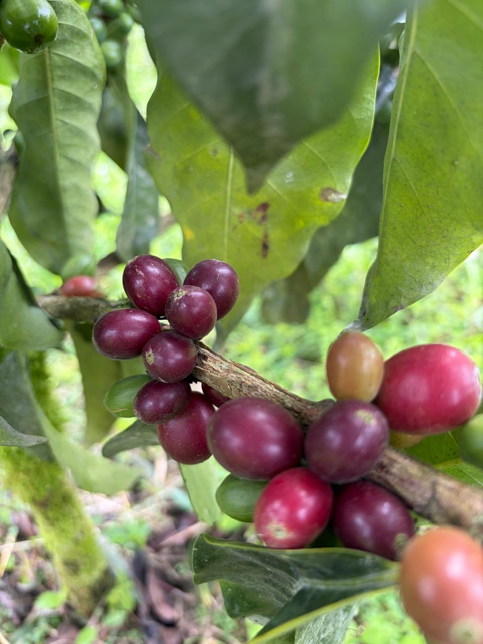 Ecuador La Josefina Estate Sidra Washed