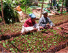 RATNAGIRI ESTATE, India        Ashok Patre