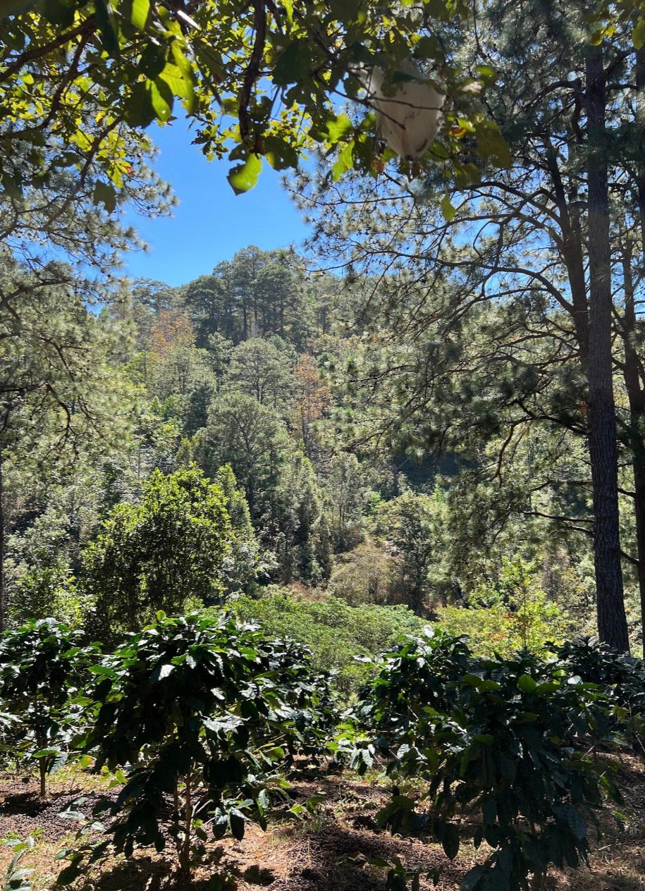 Honduras, San Andrés-Lempira, Finca La Puerta