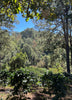 Honduras, San Andrés-Lempira, Finca La Puerta