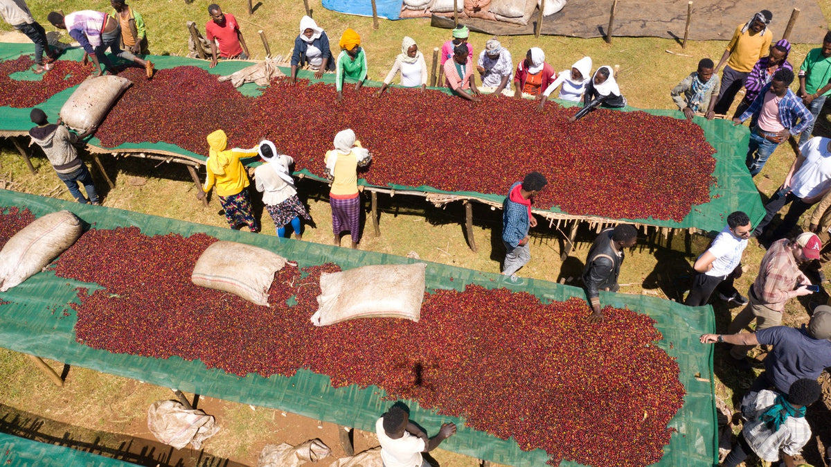 Wush Wush, 120 Hour, Ethiopia Guji, Chito