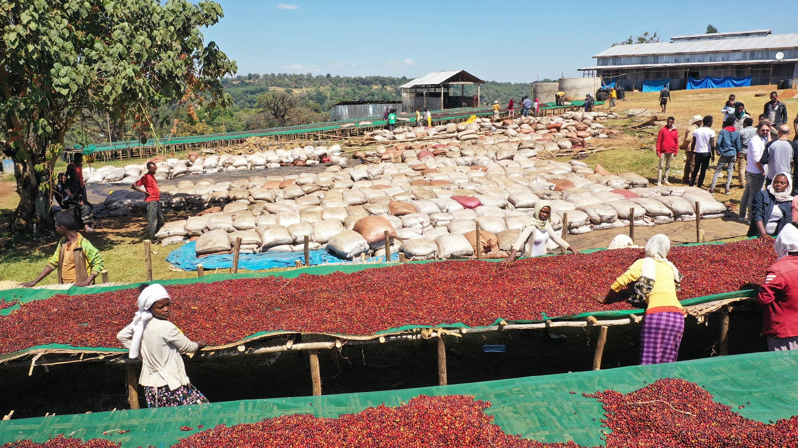 Wush Wush, 120 Hour, Ethiopia Guji, Chito
